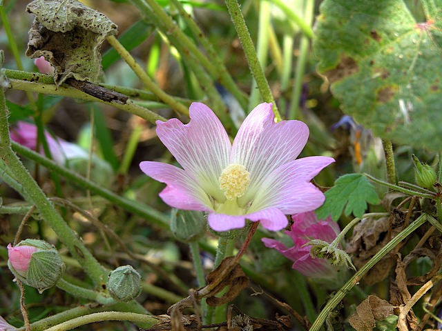 Image of Alcea acaulis specimen.