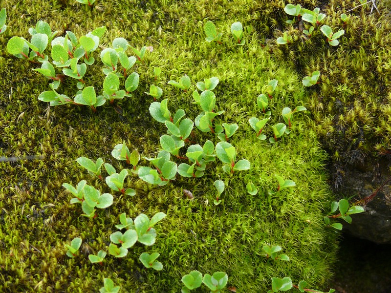 Изображение особи Salix herbacea.