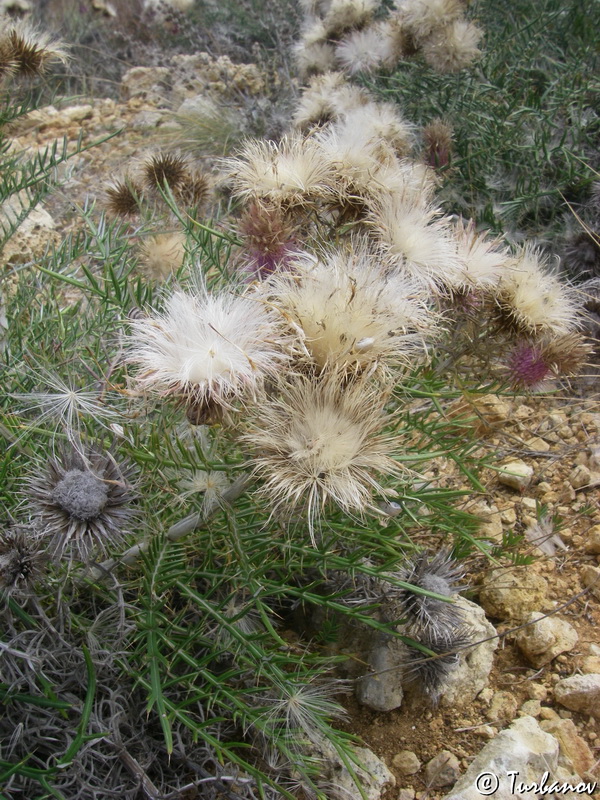 Изображение особи Lamyra echinocephala.