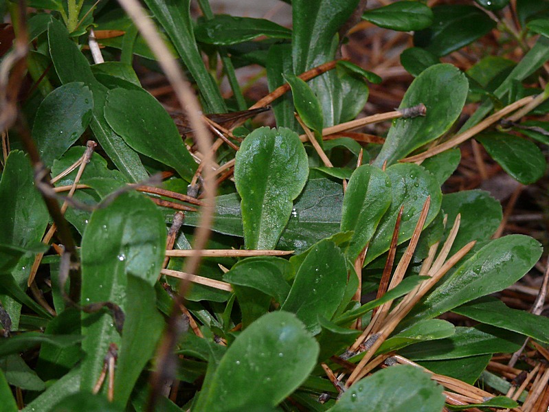 Image of Campanula biebersteiniana specimen.