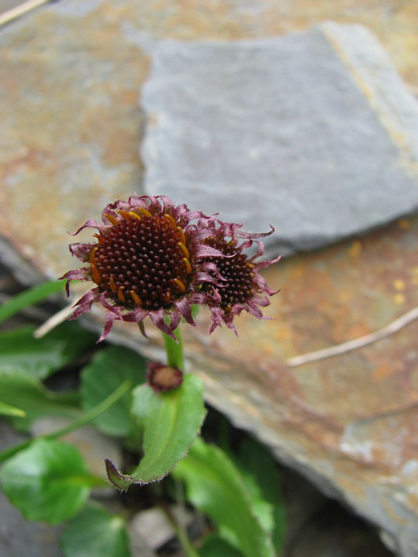 Изображение особи семейство Asteraceae.