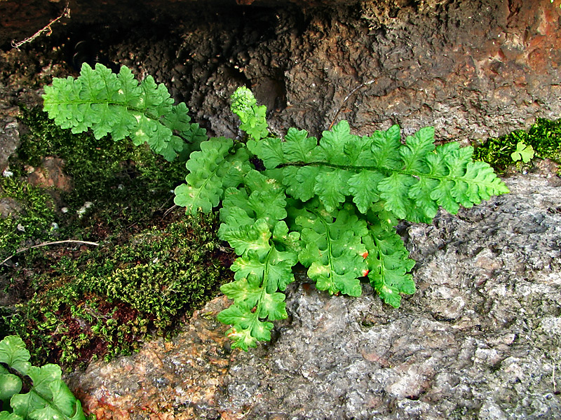 Изображение особи Woodsia alpina.
