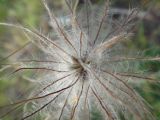 Pulsatilla turczaninovii