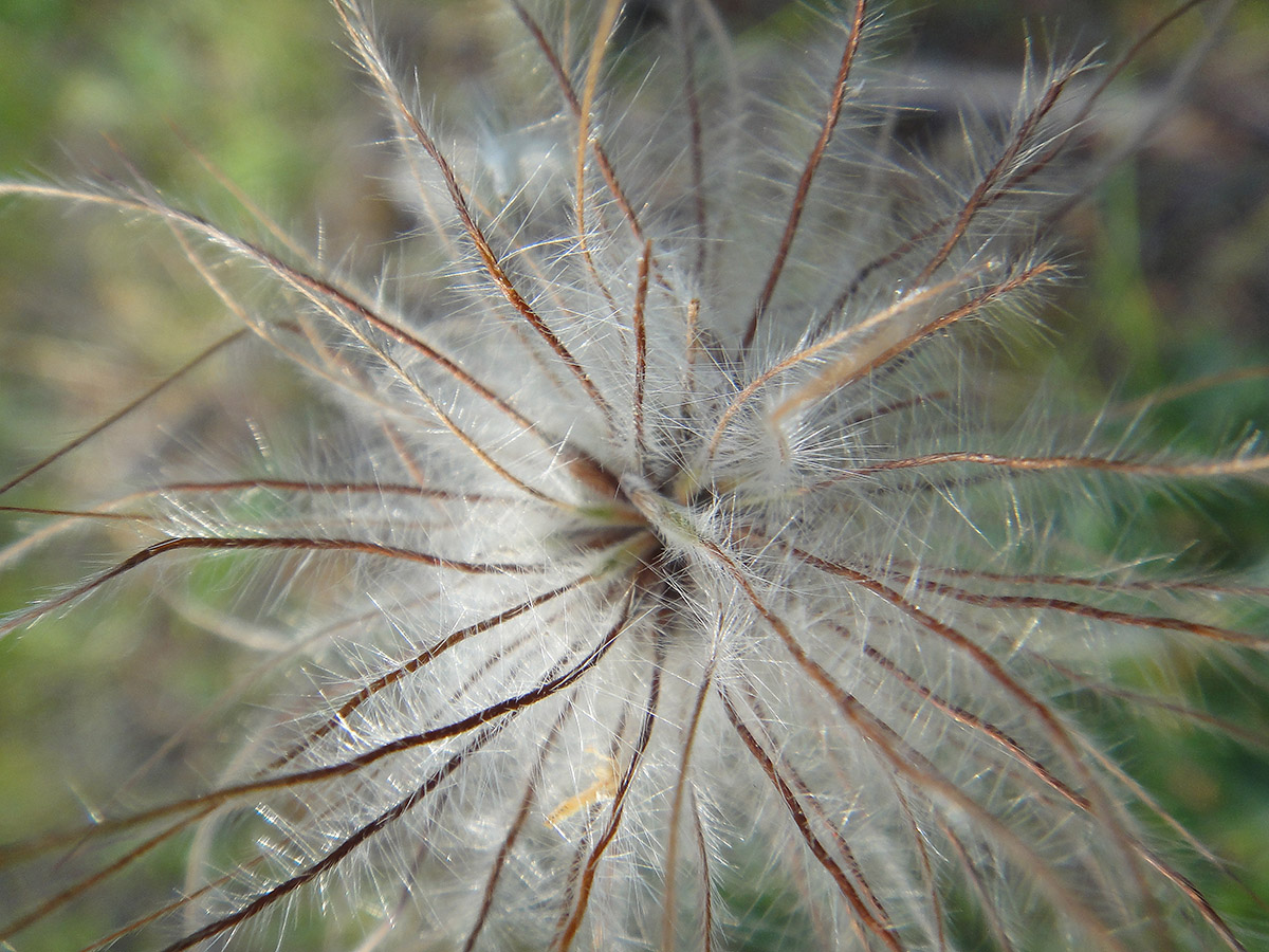 Изображение особи Pulsatilla turczaninovii.