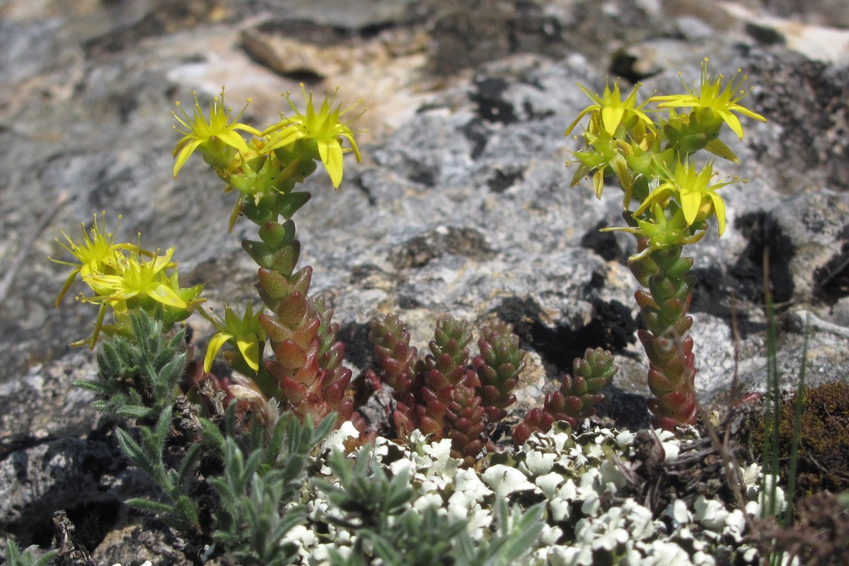 Image of Sedum acre specimen.