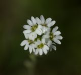 Image of taxon representative. Author is Александр Козловских