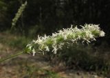 Sesleria alba. Соцветие. Краснодарский край, м/о г. Новороссийск, хр. Маркотх, северный макросклон, у горно-лесной дороги. 04.10.2014.