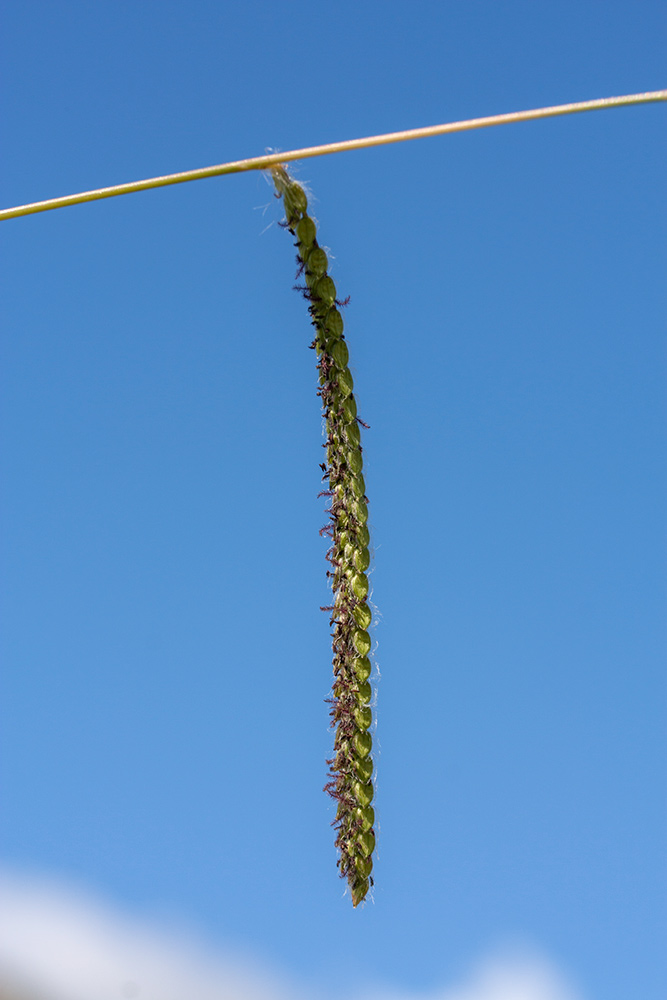 Изображение особи Paspalum dilatatum.