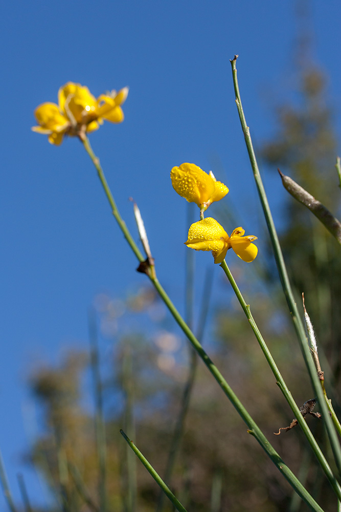 Image of Spartium junceum specimen.