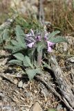 Phlomoides boraldaica. Цветущее растение. Южный Казахстан, горы Алатау (Даубаба), Западное ущелье, пер. Западный, 1550 м н.у.м. 19.05.2014.