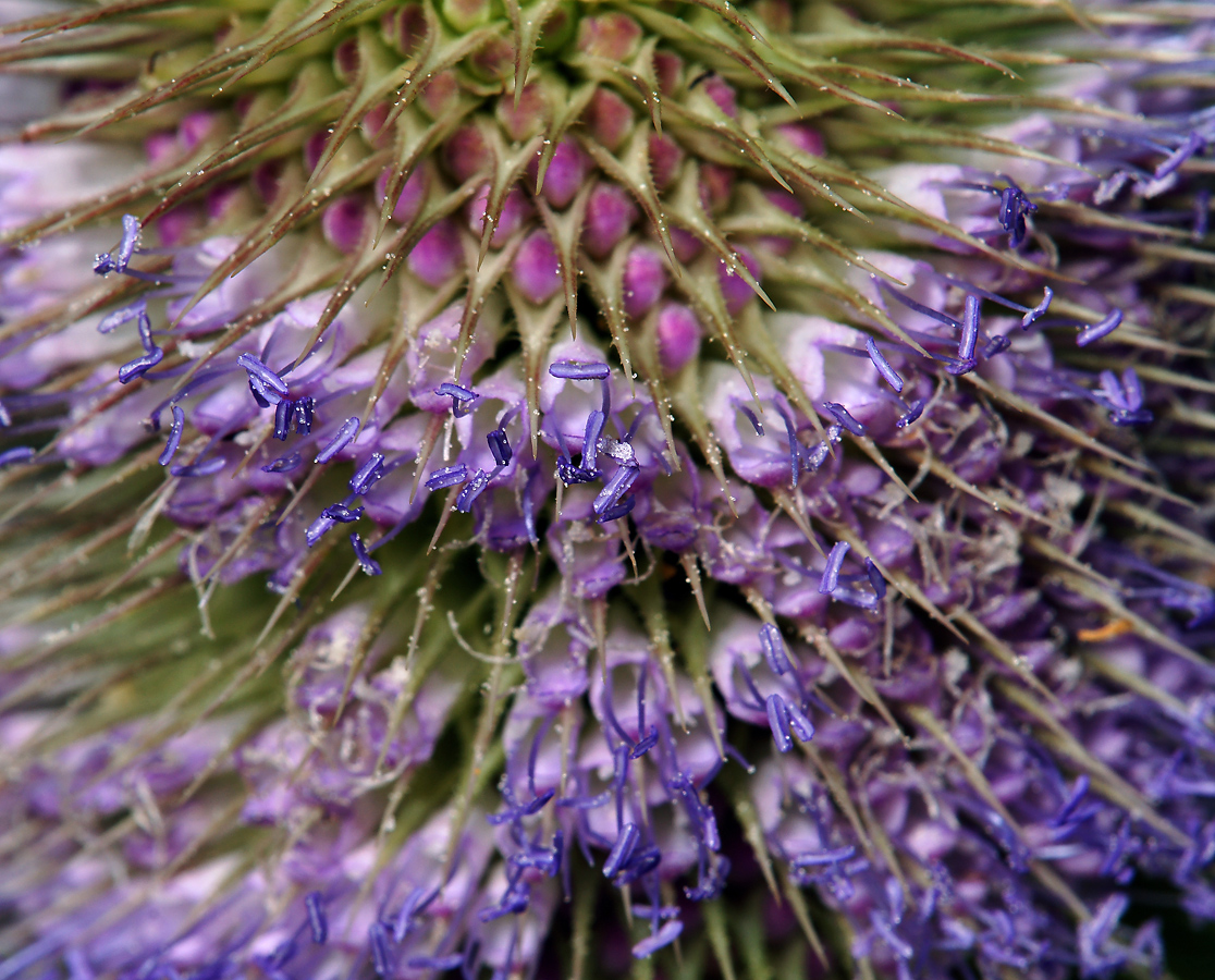 Image of Dipsacus fullonum specimen.