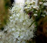 Filipendula ulmaria. Часть соцветия (бутоны и цветы). Украина, Волынская обл., Ратновский р-н, с. Залухов, осушенный торфяник. 31 июля 2009 г.