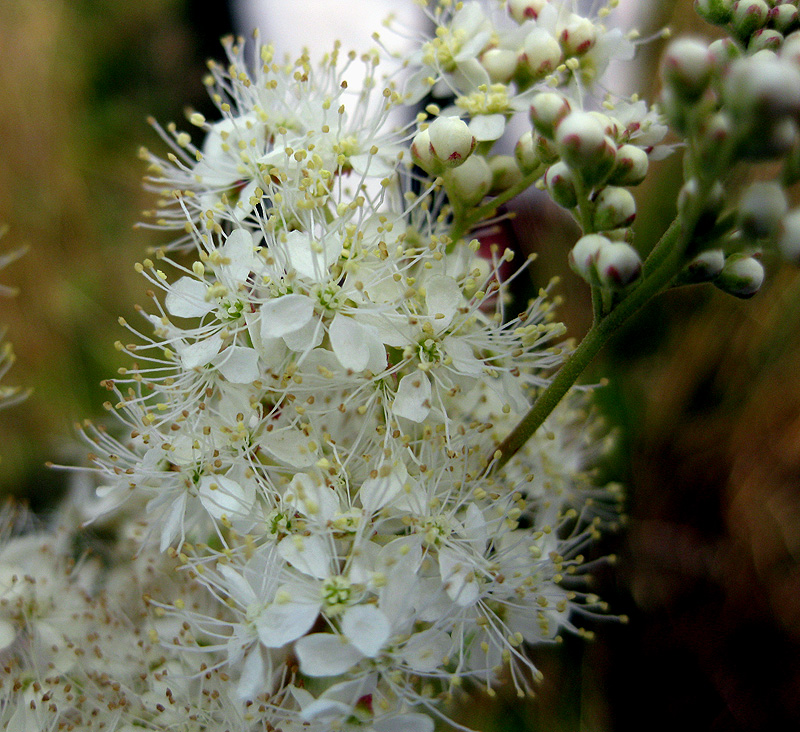 Image of Filipendula ulmaria specimen.