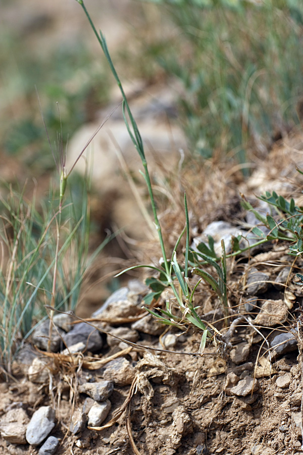 Image of Dianthus karataviensis specimen.