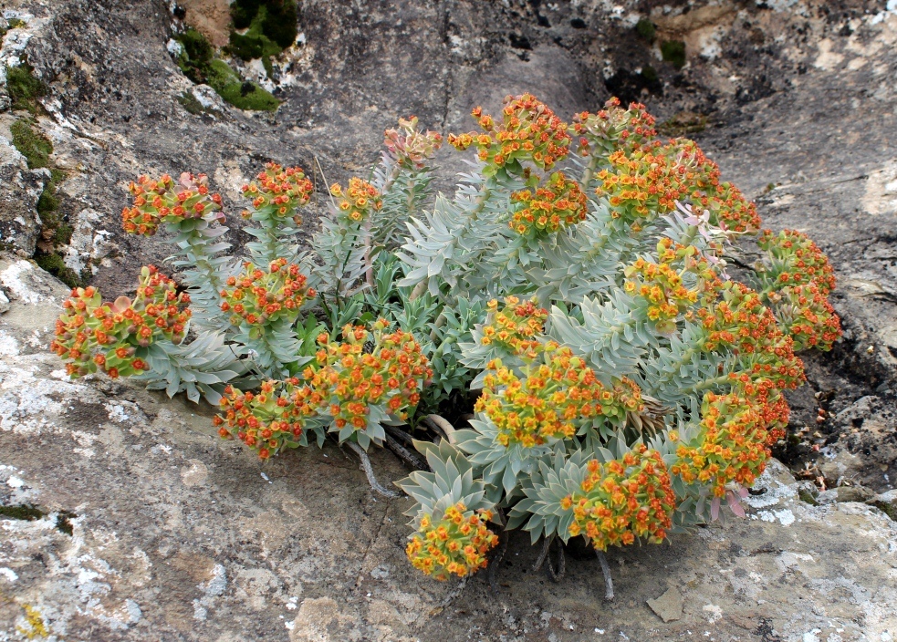 Изображение особи Euphorbia monostyla.