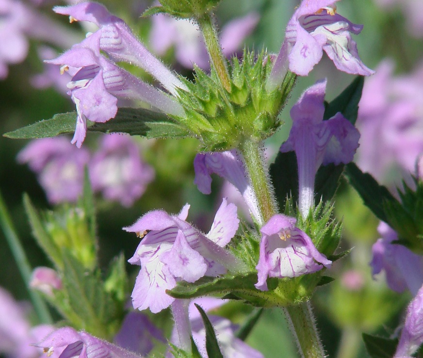 Изображение особи Galeopsis ladanum.