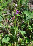 Ophrys oestrifera