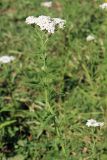 Achillea millefolium
