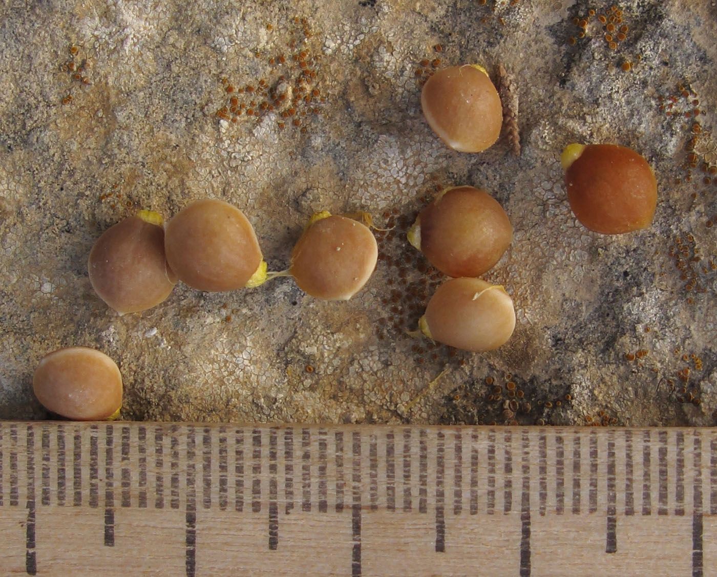 Image of Pistacia mutica specimen.