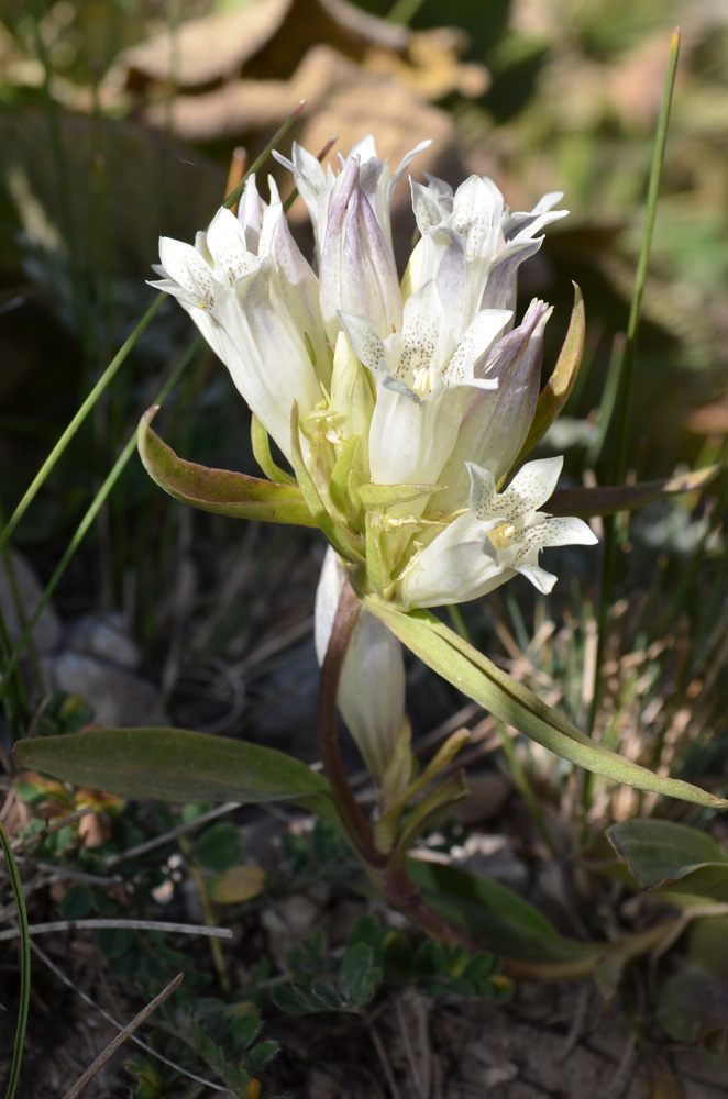 Изображение особи Gentiana olgae.