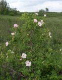 Rosa canina. Цветущее растение. Ростовская обл., Азовский р-н, окр. пос. Солнечный, склон балки Водяникова. 26.05.2015.