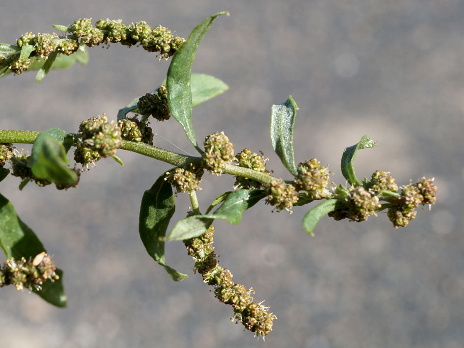 Image of Atriplex tatarica specimen.