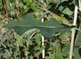 Lactuca serriola. Лист. Восточный Казахстан, Уланский р-н, окр. с. Украинка. 06.09.2014.