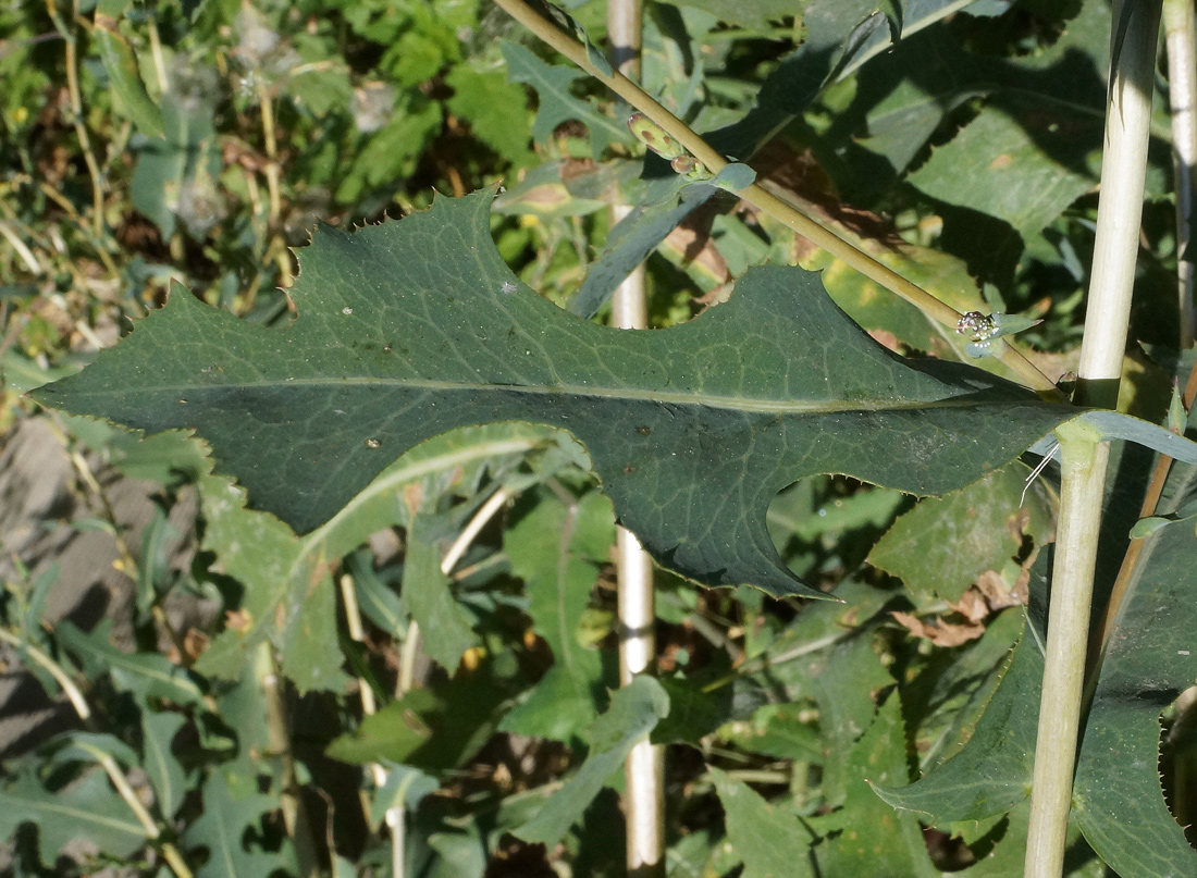 Изображение особи Lactuca serriola.