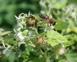 Rubus idaeus