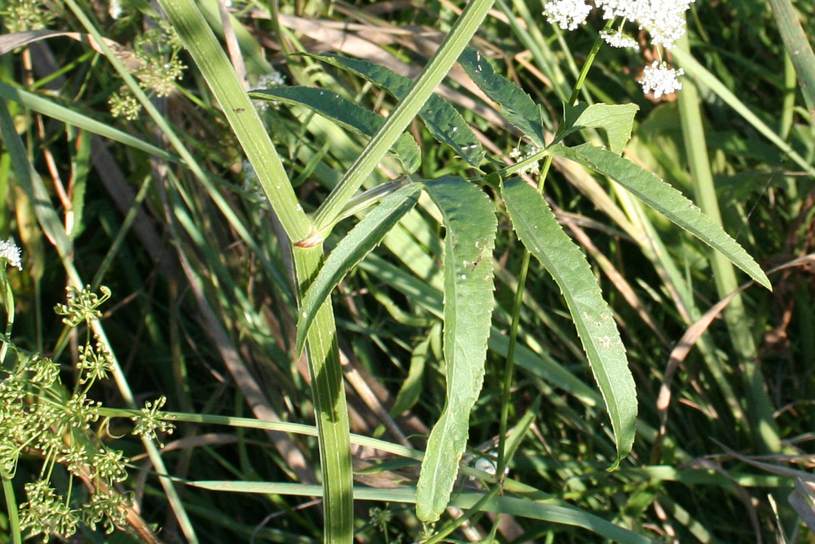 Image of Sium latifolium specimen.