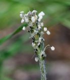 Plantago arachnoidea