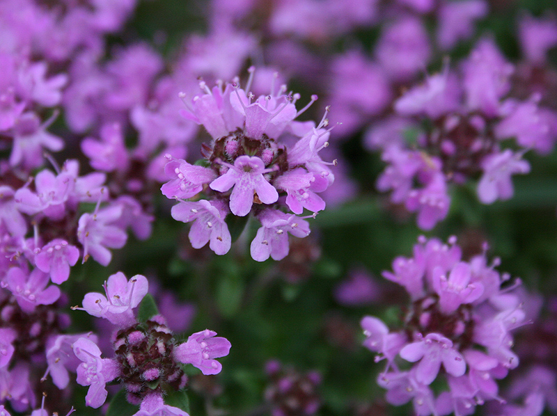 Изображение особи Thymus serpyllum.