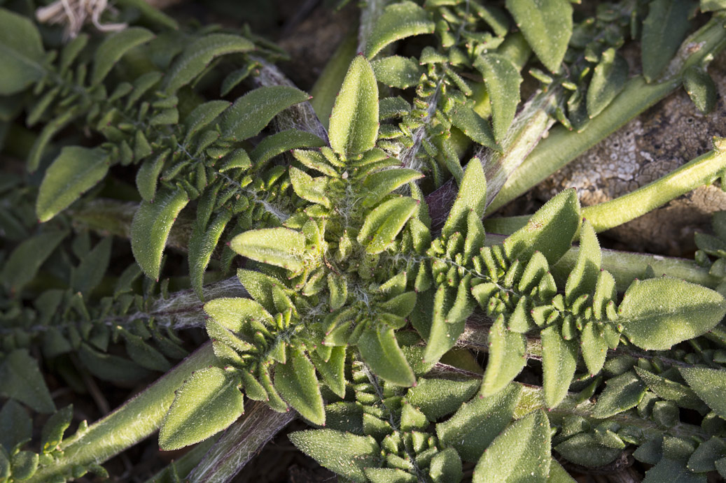 Изображение особи Centaurea raphanina ssp. mixta.