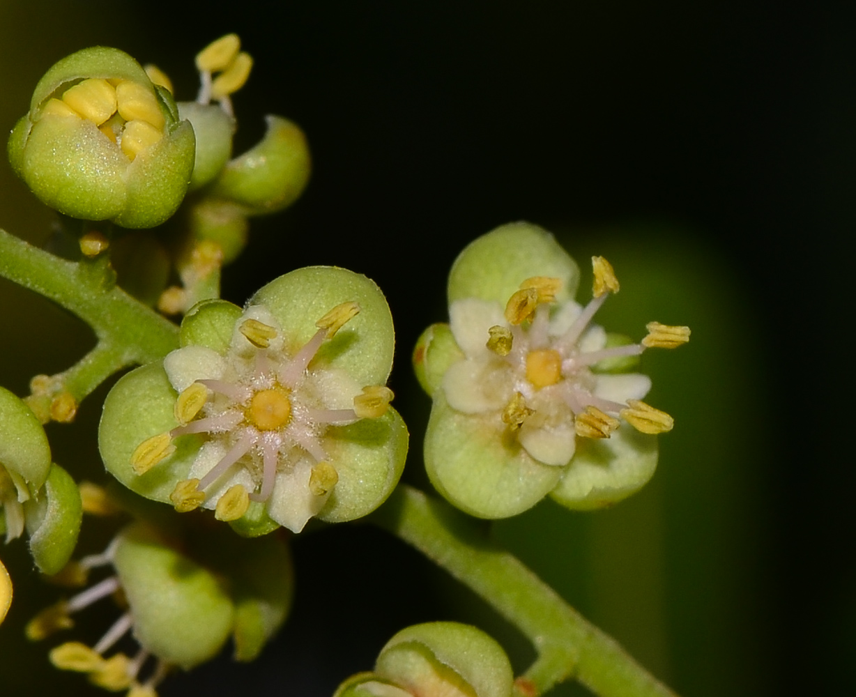 Image of Cupaniopsis anacardioides specimen.