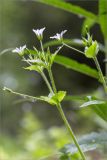 Stellaria nemorum. Верхушки побегов с соцветиями. Ленинградская обл., Лужский р-н, окр. дер. Сяберо, поляна в сосновом лесу на берегу небольшого озера. 31.05.2015.