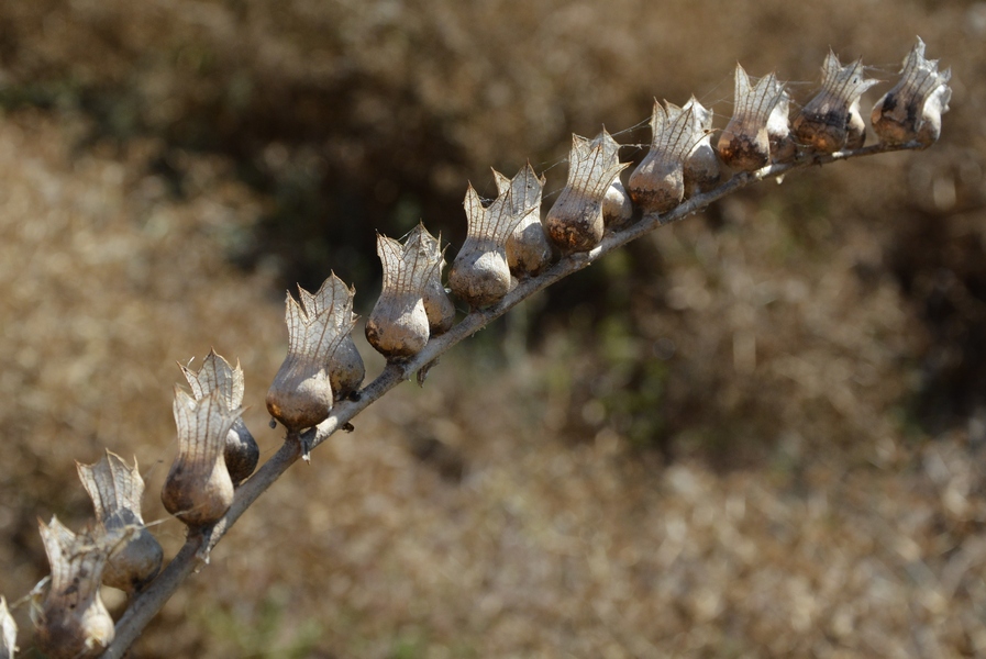 Image of Hyoscyamus niger specimen.