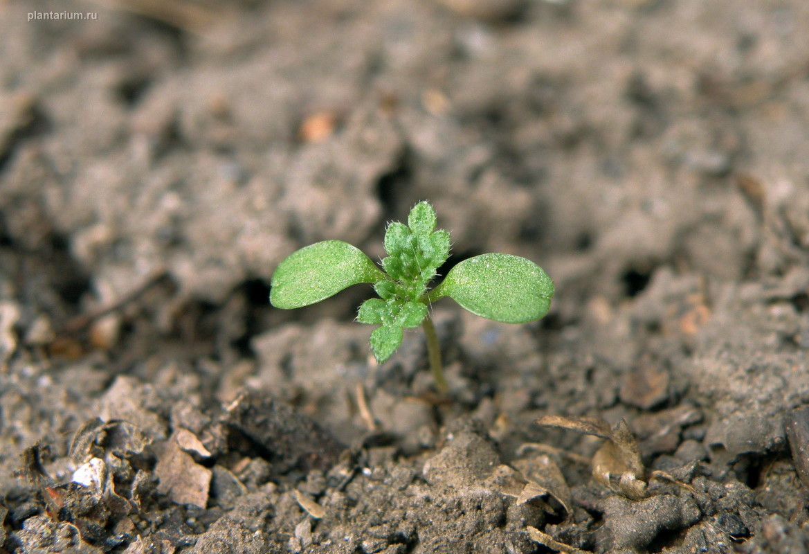 Image of Urtica urens specimen.