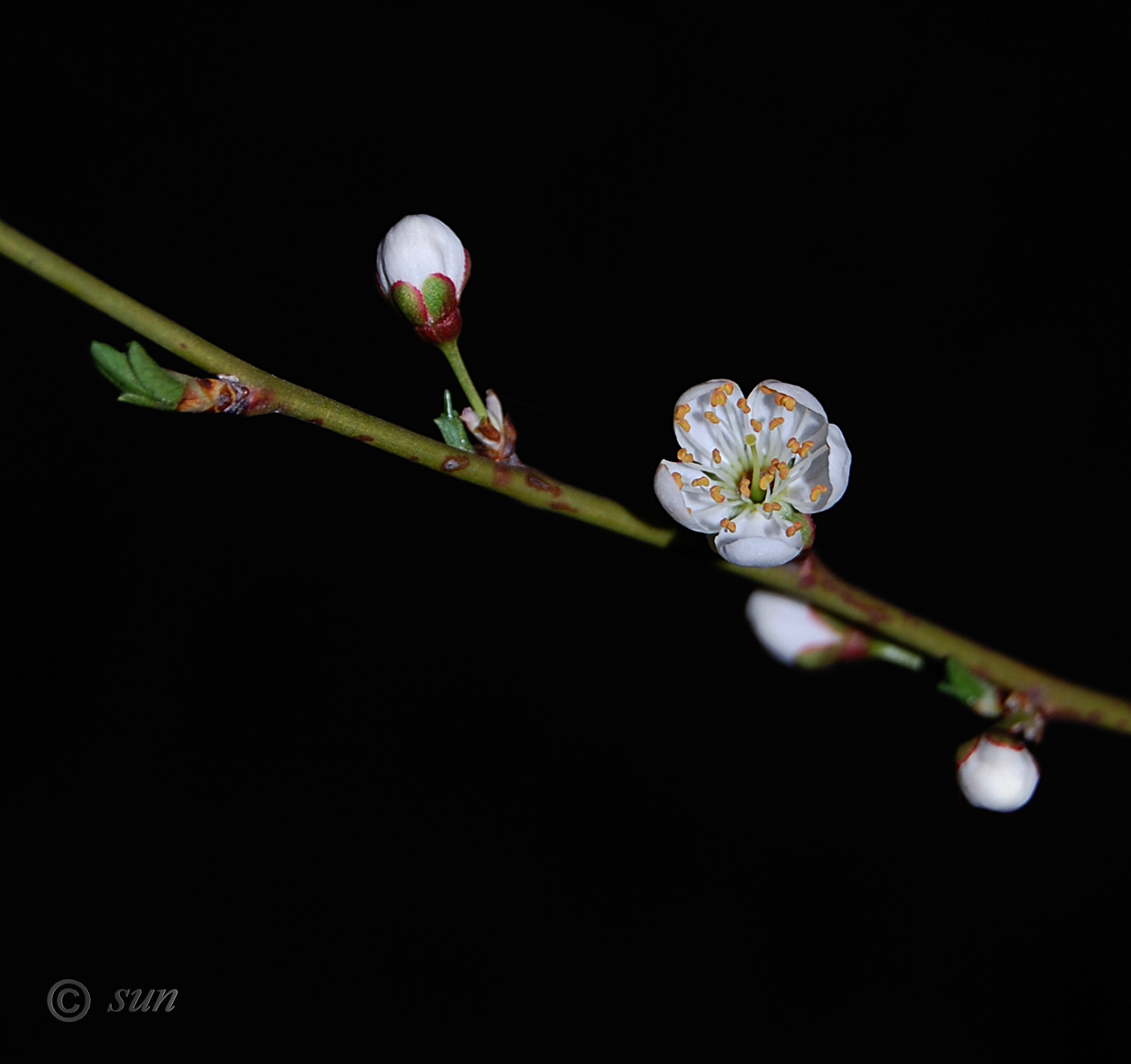 Изображение особи Prunus cerasifera.