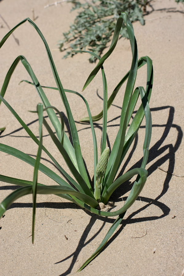 Image of Eremurus inderiensis specimen.