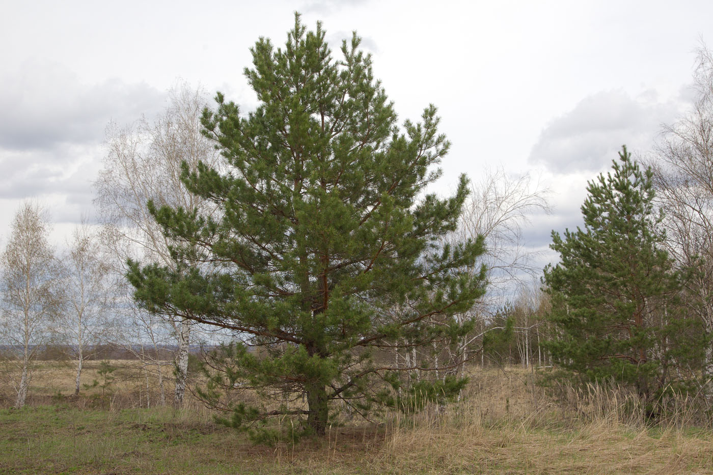 Image of Pinus sylvestris specimen.