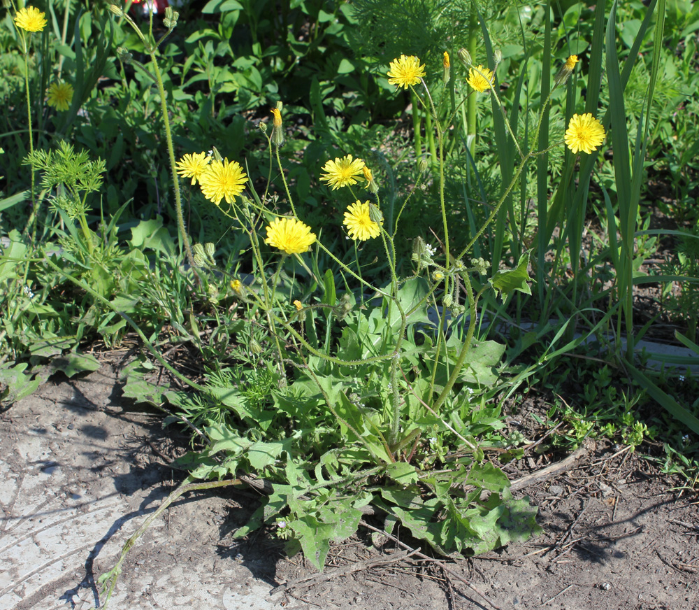 Image of Lagoseris sancta specimen.