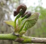 Aristolochia manshuriensis