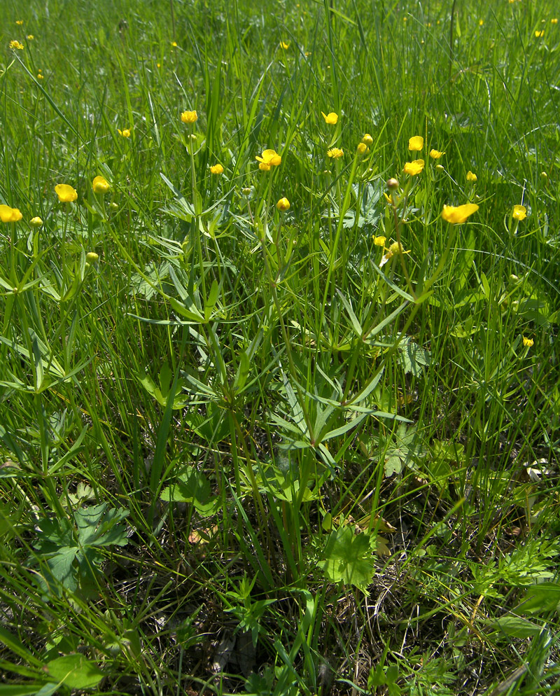 Изображение особи Ranunculus auricomus.