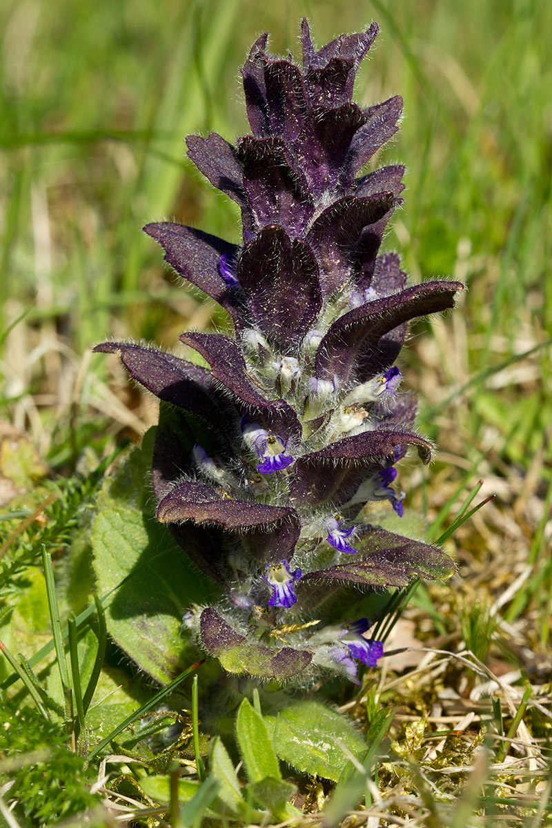 Image of Ajuga pyramidalis specimen.