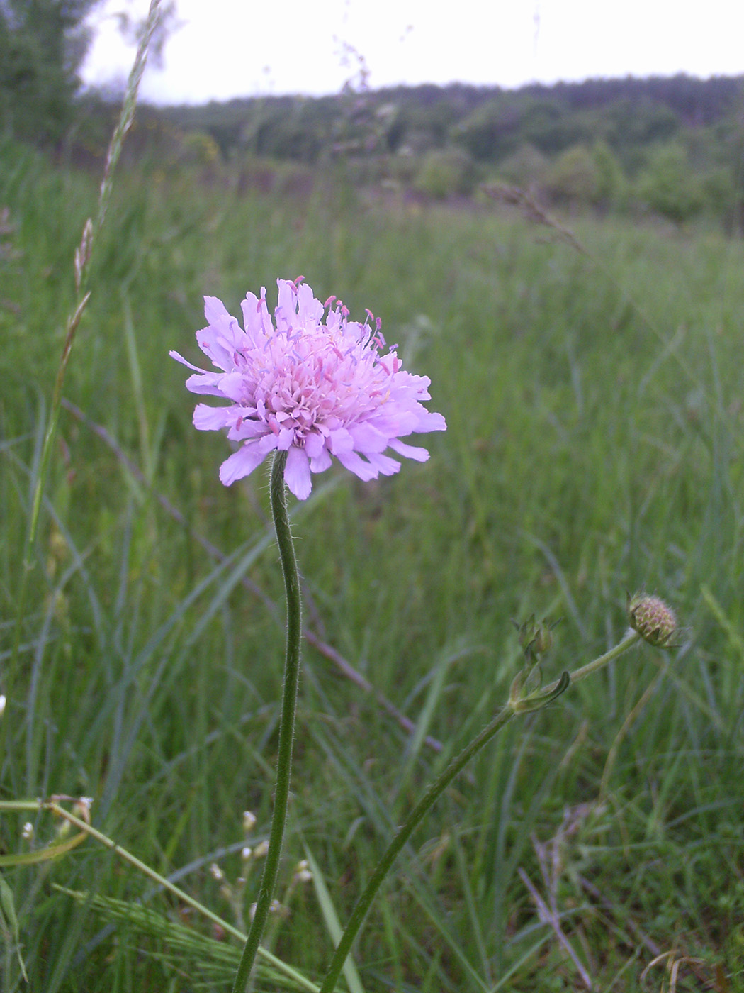 Image of Knautia arvensis specimen.