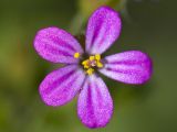 Geranium robertianum