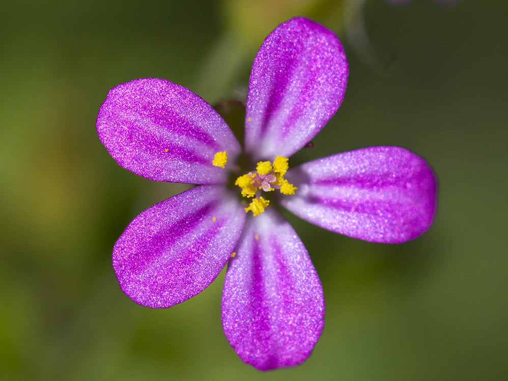 Image of Geranium robertianum specimen.