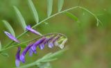 Vicia villosa