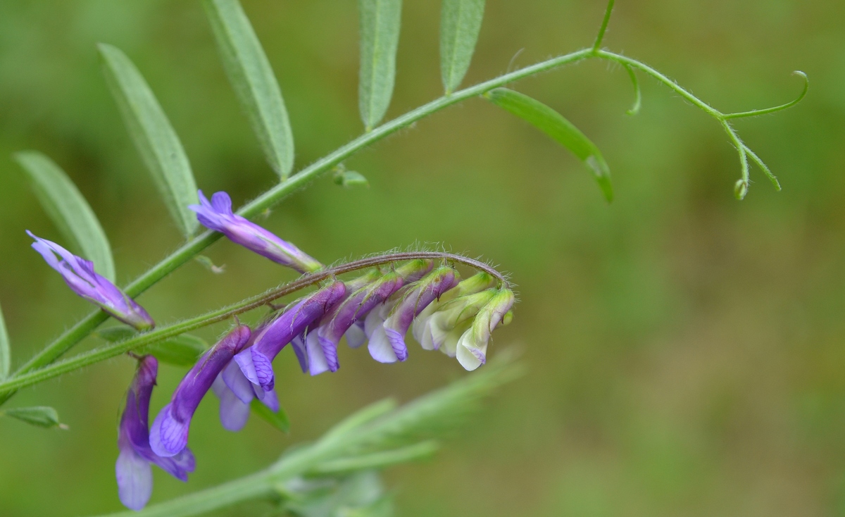 Image of Vicia villosa specimen.