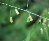 Asparagus officinalis. Побег с цветками. Пермский край, г. Пермь, Кировский р-н, обочина грунтовой дороги. 11.06.2016.